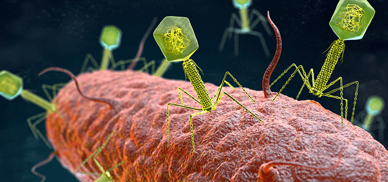 Bacteriophage virus attacking a bacterium